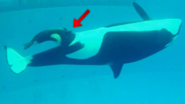 Orca Baby In Texas Vor Laufender Kamera Geboren Krone At