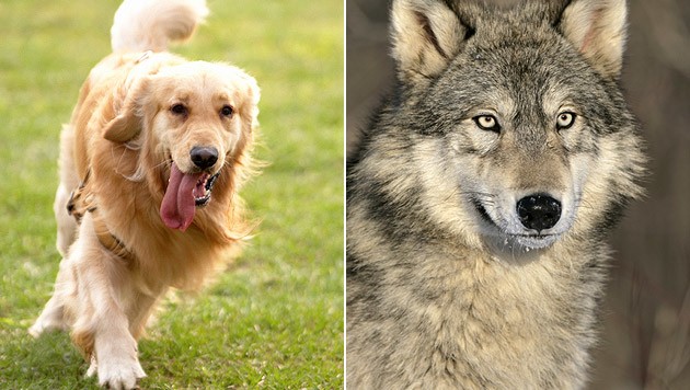 Geschlechter denken verschieden über Hund und Wolf krone.at