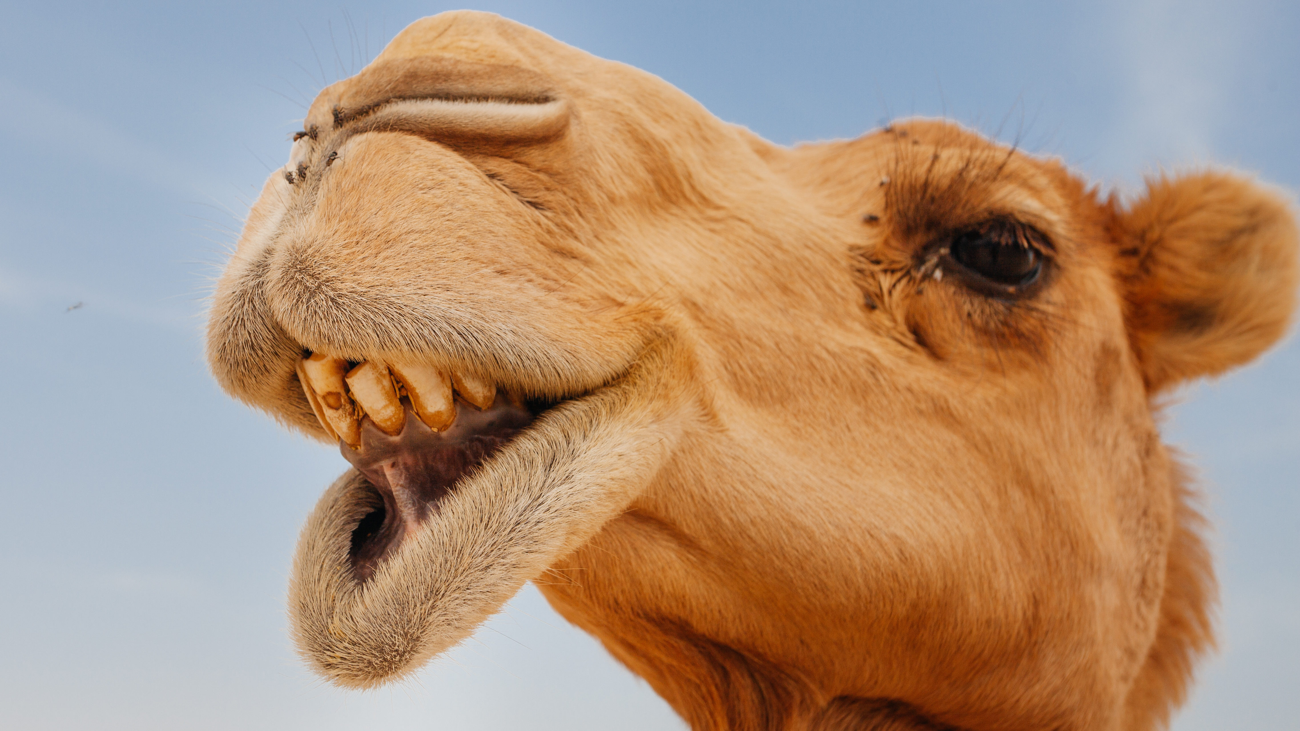 Kamele News, Articles, Stories &amp; Trends for Today