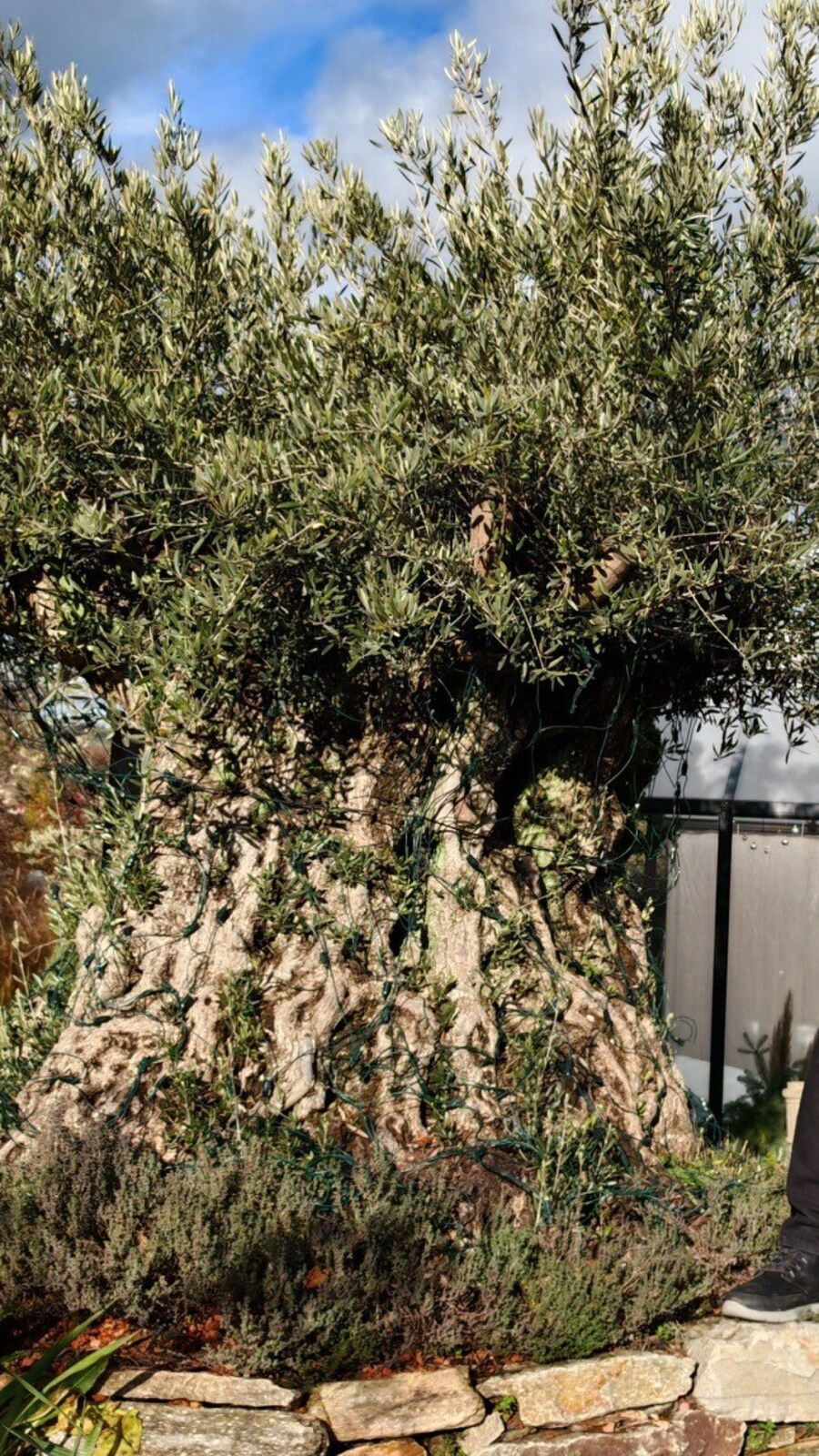 Mediterranes Flair - Gartenlegende htet 1000 Jahre alten Olivenbaum |  krone.at