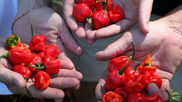 (Bild: www.thechillifactory.com)