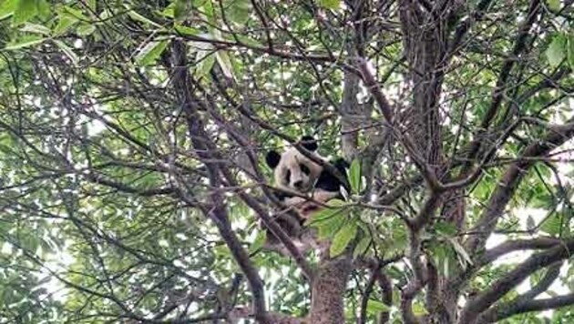 (Bild: Pandastation Bifengxia)