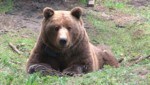 Mit einem Bären ist nicht zu spaßen - Wanderer sollten vorsichtig sein und bei Sichtungen nicht hektisch werden. (Bild: Paolo Molinari)