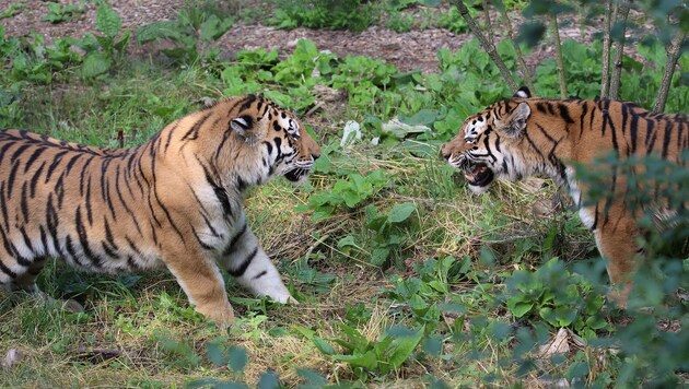 "Thambi" (links im Bild) wird von den Tiger-Damen noch auf Anstands-Abstand gehalten. (Bild: Zoo Schmiding)