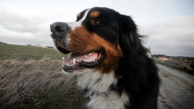 Sennenhund Symbolfoto (Bild: thinkstockphotos.de (Symbolbild))