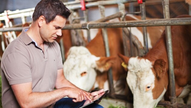 Ohrmarke, Empfänger, Programme für PC, Tablet und Handy - Smartbow venetzt Landwirte mit den Tieren (Bild: Smartbox)