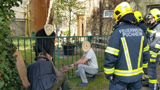 Als die Feuerwehr eintraf, war die Rettung des eingeklemmten Rehs nur noch eine Frage von Minuten (Bild: Schönbass)