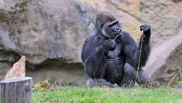 Gorilla im Zoo Schmiding (Bild: Markus Wenzel)