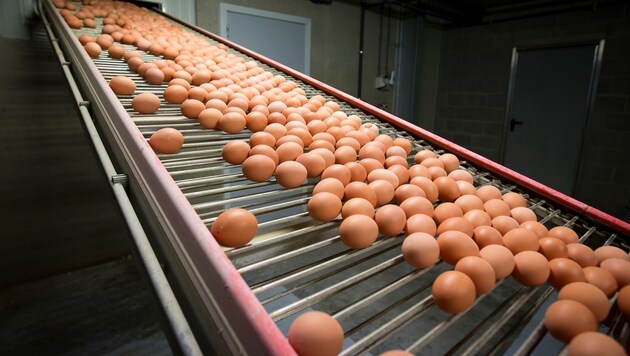 Belgische Eier in einer Hühnerfarm: Millionen wurden aus dem Verkehr gezogen! (Bild: AFP)
