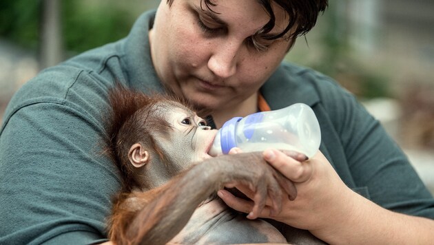 Das 3600 Gramm schwere Orang-Utan-Baby muss nun mit der Flasche gefüttert werden. (Bild: APA/dpa/Federico Gambarini)