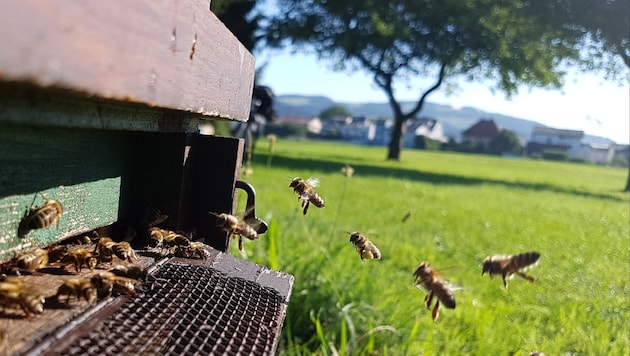 Ein Bienenstock in Linz-Urfahr: In diesem Sommer geht es den "Honigmachern" ganz gut. (Bild: Werner Pöchinger)