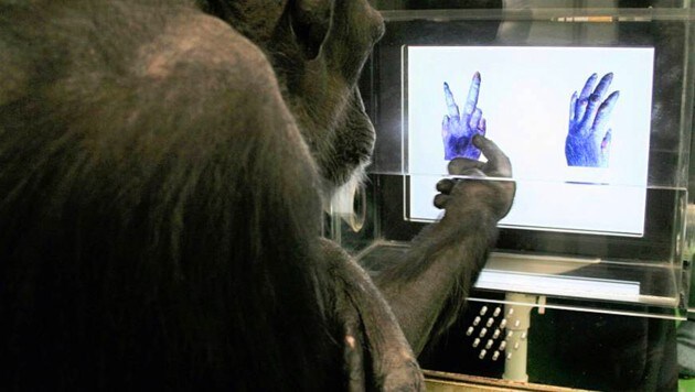 Ein Schimpanse beim Experiment im Forschungszentrum für Primaten an der Kyoto-Universität in Japan (Bild: Primate Research Institute, Kyoto University)