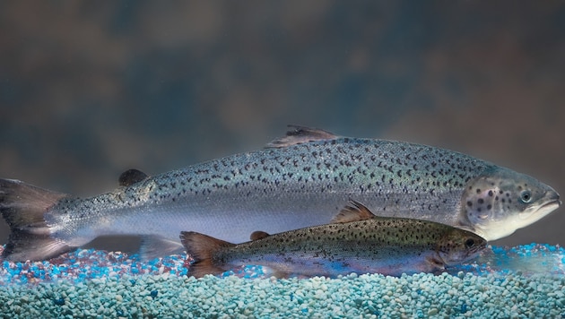 Der Lachs mit veränderten Genen (hinten) im Vergleich zum Atlantik-Lachs. (Bild: Aquabounty Technologies)