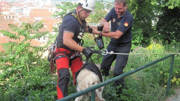Ein Hund saß 2014 auf dem Schloßberg fest und wurde gerettet. (Bild: Berufsfeuerwehr Graz)