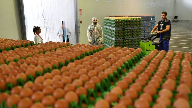 Auch in Rumänien wurden schon mit Fipronil verseuchte Eier entdeckt (Bild: AFP or licensors)