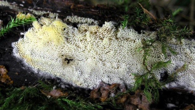 Der Pilz Antrodiella niemelaei wächst auf abgestorbenen Weidenästen. (Bild: Dr. Matthias Theiß)