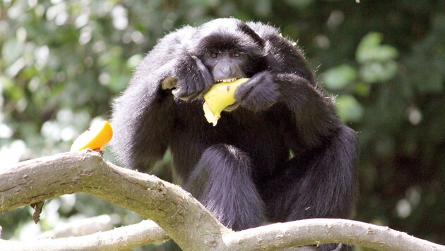 Schmeckt und passt fast quer rein: Banane für den Siamang (Bild: Christa Buchberger/Tierwelt Herberstein)