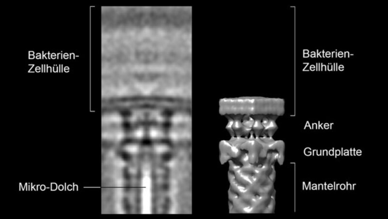 3D-Darstellung eines Mikro-Dolches (Bild: ETH Zürich/Désirée Böck)