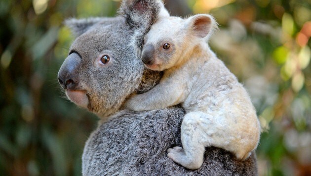 Koala-Mutter Tia mit ihrem weißen Jungtier (Bild: Australia Zoo)