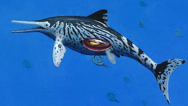 Künstlerische Darstellung des trächtigen Ichthyosaurus-Weibchens (Bild: Joschua Knöppe)