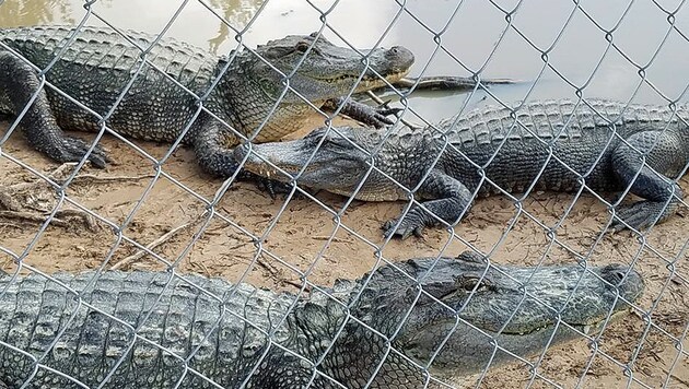 Könnten bald freigespült werden: Alligatoren im "Gator Country" von Beaumont (Bild: facebook.com)