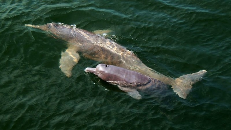 Die Amazonas-Delfin-Spezies Inia araguaiaensis (Bild: WWF/Gabriel Melo Santos)