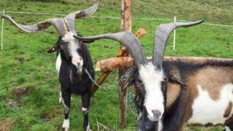 40 Prachtböcke wurden auf der "Schönangeralm" in Tirol dem Publikum präsentiert. (Bild: Toni Silberberger)