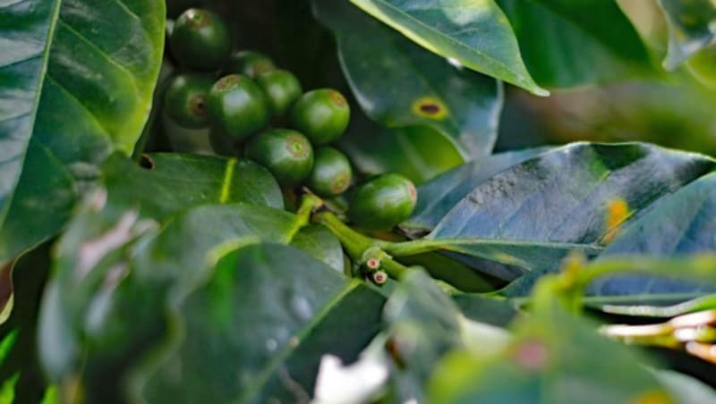 Unter anderem ist der Anbau von Kaffee mitverantwortlich für Rodungen im Regenwald. (Bild: AFP/David Gannon)