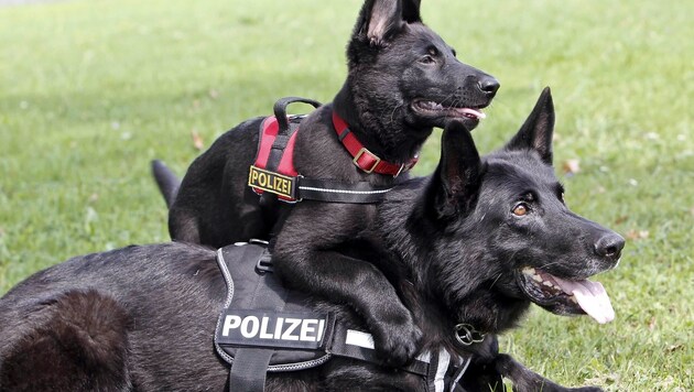 Polizeihunde werden optimal auf ihre Einsätze vorbereitet - einer stoppte nun Polizisten statt Täter (Bild: MARKUS TSCHEPP)