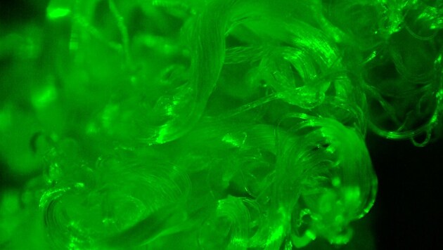Floureszierende Baumwolle unter dem Mikroskop (Bild: Universität Leoben)