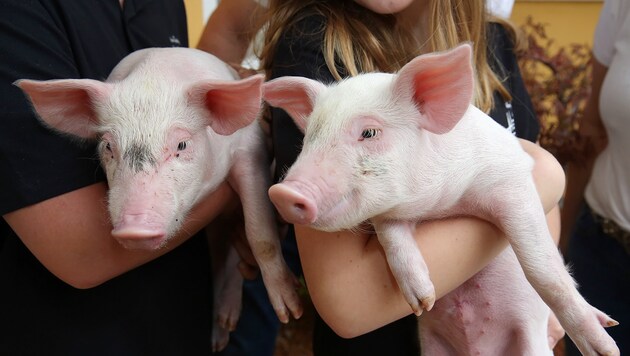 Um das Schweinefleisch am Speiseplan in den Schulen wird derzeit heftig diskutiert. (Bild: gewefoto - Gerhard Wenzel)