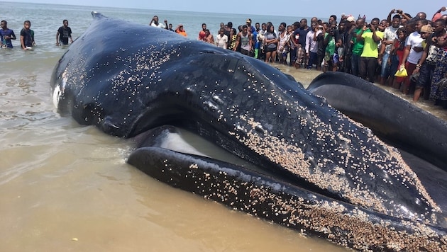 Der gut 20 Meter lange Wal ist aus unbekannten Gründen nahe Beira gestrandet (Bild: Thomas Leitner)