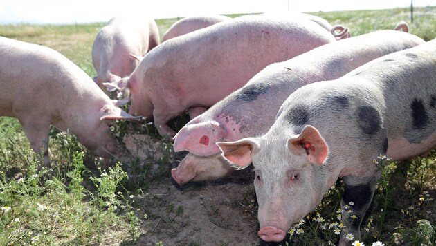 Ein Verbot von Schweinefleisch im Schulessen ist für die meisten Experten nicht denkbar. (Bild: gewefoto - Gerhard Wenzel)