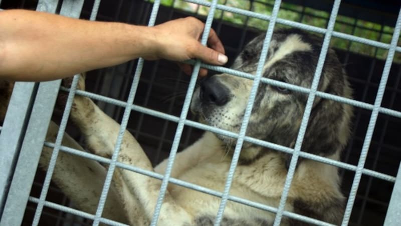 Einige Hunde suchen Lebensplätze. (Bild: Claudia Fischer)