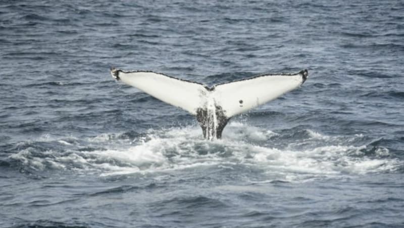 Whale Watching in Akureyri (Bild: MT)