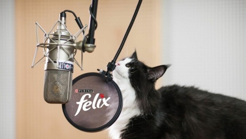 Felix gibt den Ton an und macht es vor. In seinem Miau-Repertoire sind alle Nuancen vertreten. (Bild: Purina PetCare Austria/Philipp Lipiarski)