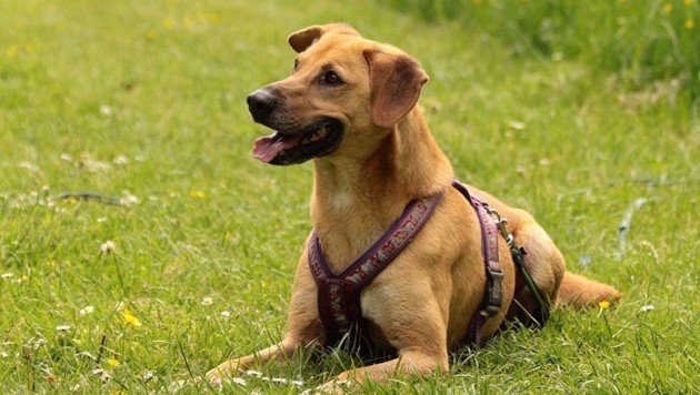 Vierbeiner Im Tierheim Bruck Suchen Lebensplätze Kroneat