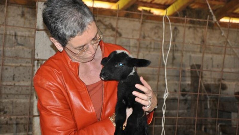 Ob Lunacek der Ziege "Sei ein Mann" ins Ohr flüstert? Die Grünen wollen Tierschutz für alle Tiere! (Bild: Wolfgang Machreich)