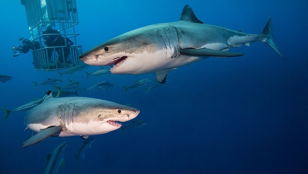 (Bild: Sharkproject Austria)