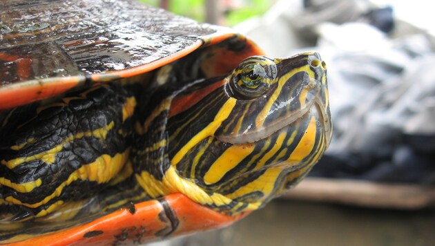 Die neu entdeckte Schmuckschildkröten-Art Trachemys medemi (Bild: Carlos del Valle)