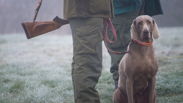 Der Jäger hatte im Wald seinen Hund erstochen; das gab er bei der Polizei auch zu. (Bild: stock.adobe.com)