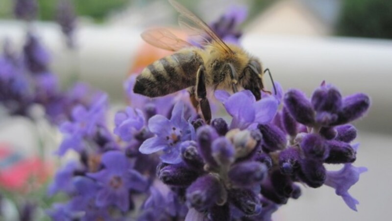 Lavendel (Bild: krone.at-Leserreporter Richard Szigethi)