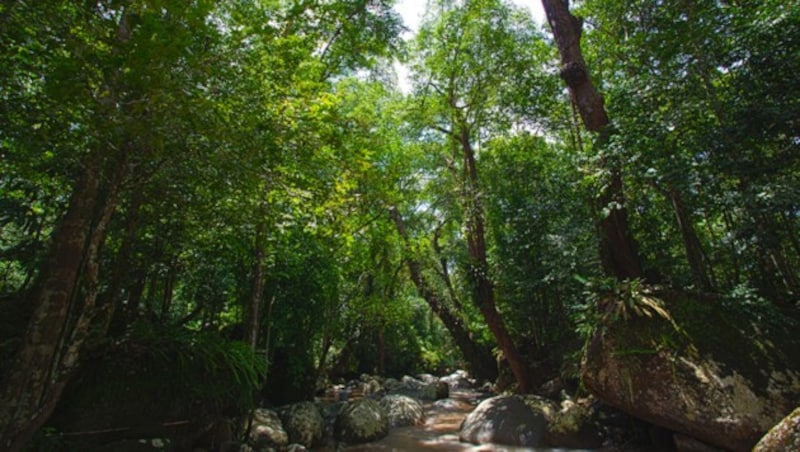 Wer in die Region Perak in Malaysia reist, kann dort tropische Urwälder voller Leben erforschen. (Bild: flickr.com/musimpanas)