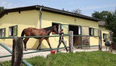 Die Reitschule des Sohnes: Kinder durften hier immer zum Reiten kommen. (Bild: zwefo)