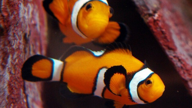 Clownfische sind sehr gefragt. (Bild: APA/dpa/dpaweb/Frank Rumpenhorst)