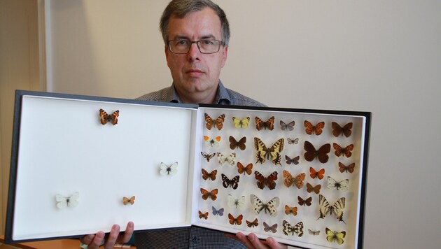 Peter Huemer zeigt, wie viele Schmetterlinge vergleichsweise auf einer Blumenwiese(rechts)leben. (Bild: Kronen Zeitung)
