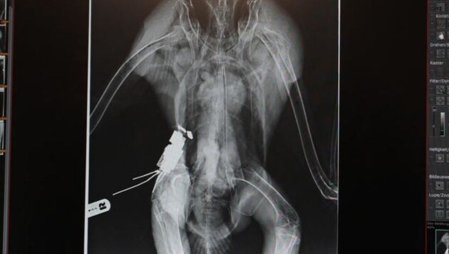 Der Blick aufs Röntgenbild zeigt, Gypsi wurde nicht angeschossen. (Bild: Zoo Salzburg)