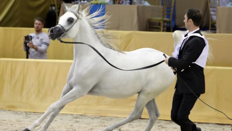 Ein Vollblutaraber auf einer Schau in Dubai (Bild: AFP)