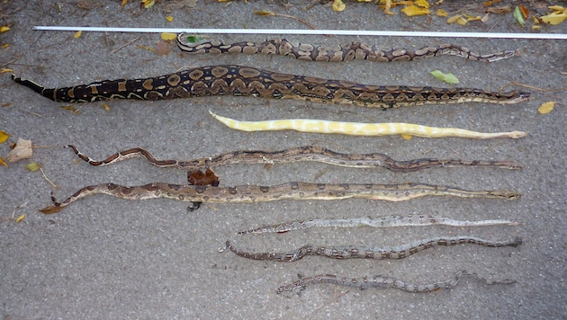 Diese toten Schlangen wurden in einem Waldstück bei Großgmain gefunden. (Bild: APA/M.KYEK/HAUS DER NATUR)