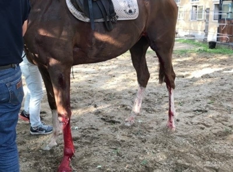 Mit schweren Verletzungen wurde das Pferd im August aufgefunden. (Bild: zVg)